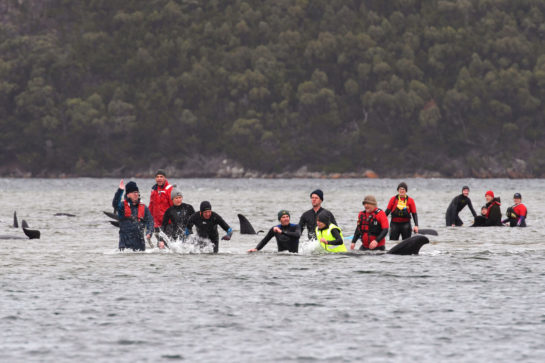 Australia stranded whales